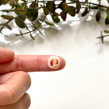 Load image into Gallery viewer, Shell B (Micro)