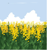 Load image into Gallery viewer, Canola Field 001 Transfer (MC)