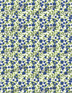 Blueberry 001 Transfer