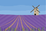 Lavender Field 001 Transfer (MC)